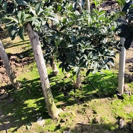 无花朵红花丹桂桂花60