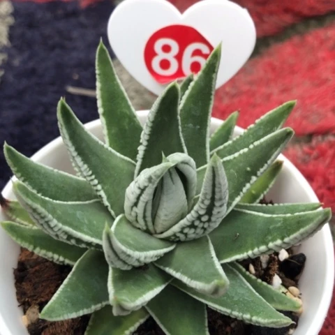 早皇帝硬叶多肉植物