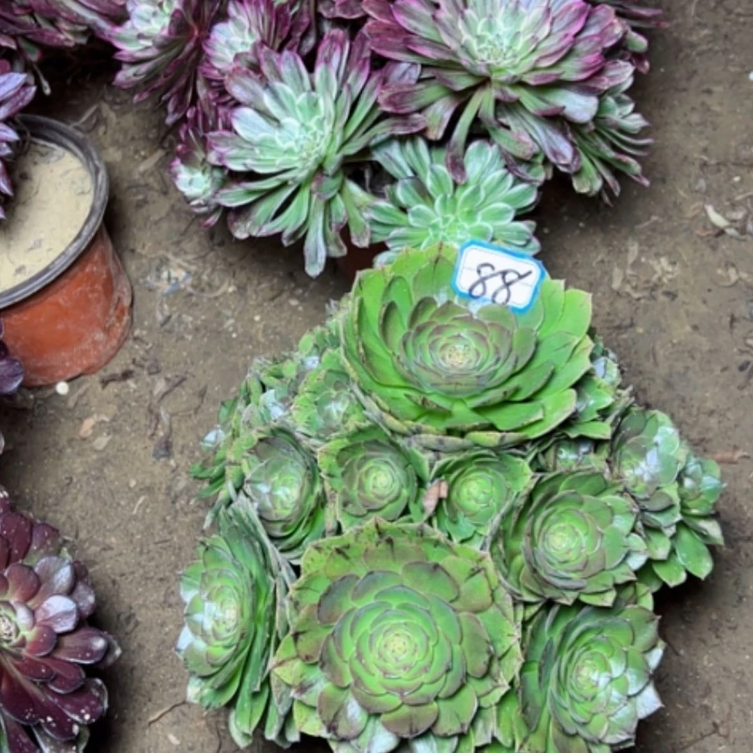 【闪购商品】爱*宝多肉植物万拉丝88