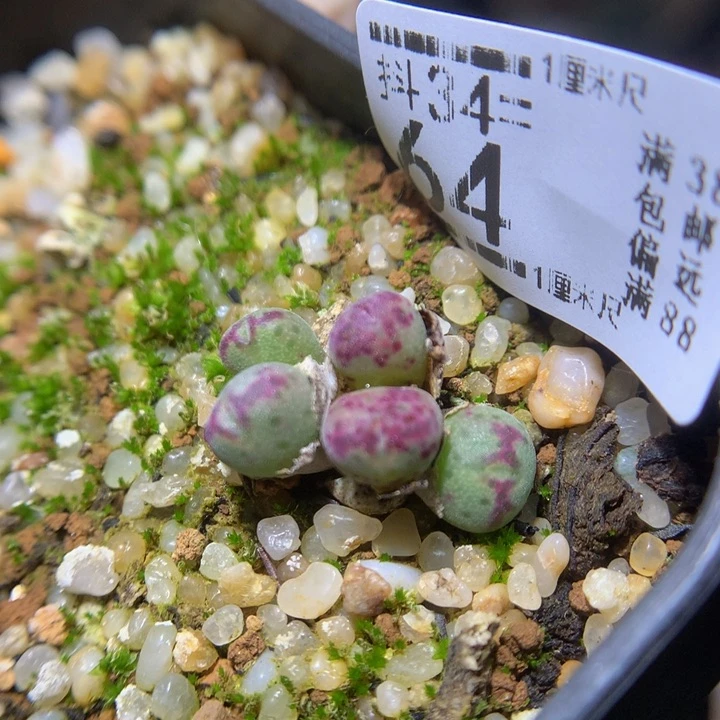 开播福利多多34.64疤特