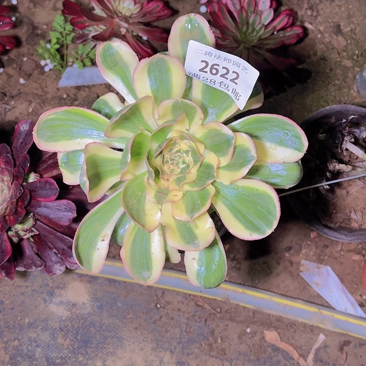 2622燕姿多肉植物老桩
