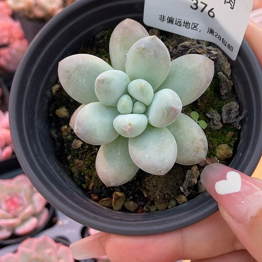 金泰家多肉，376香水