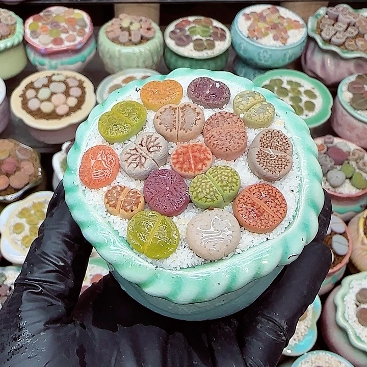 生石花满18包邮1220-73