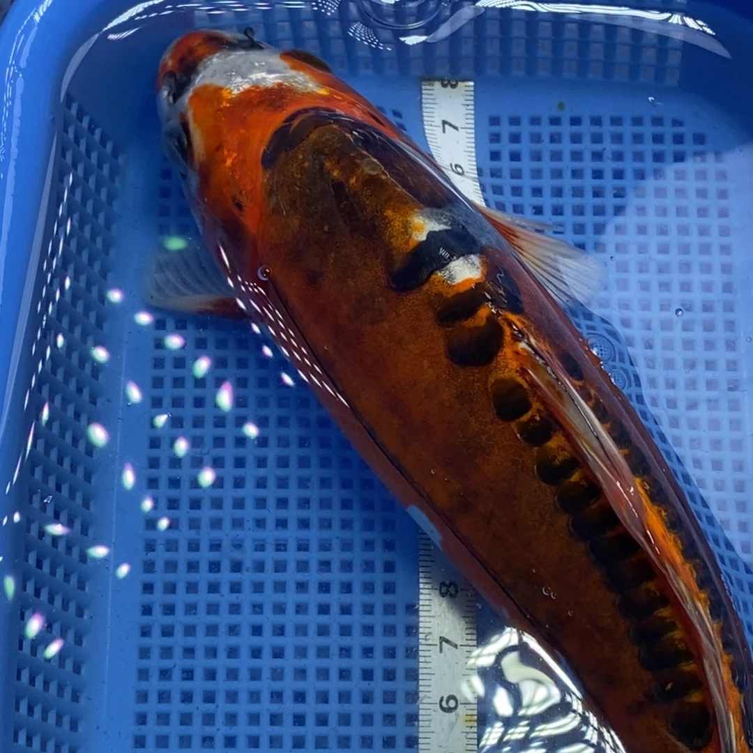 锦鲤冷水锦鲤包邮