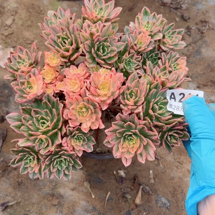 211甜茶多肉植物