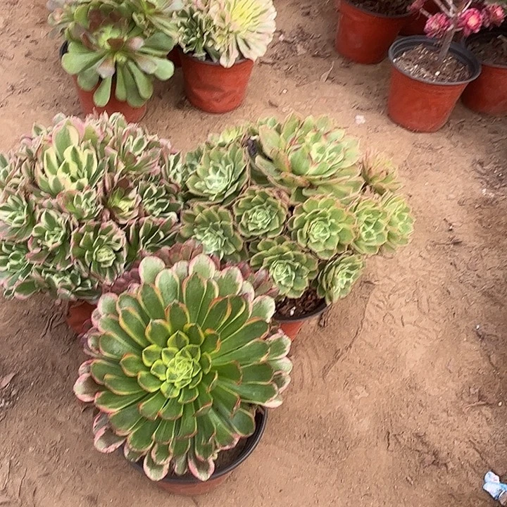 804多肉植物瑕疵特价，