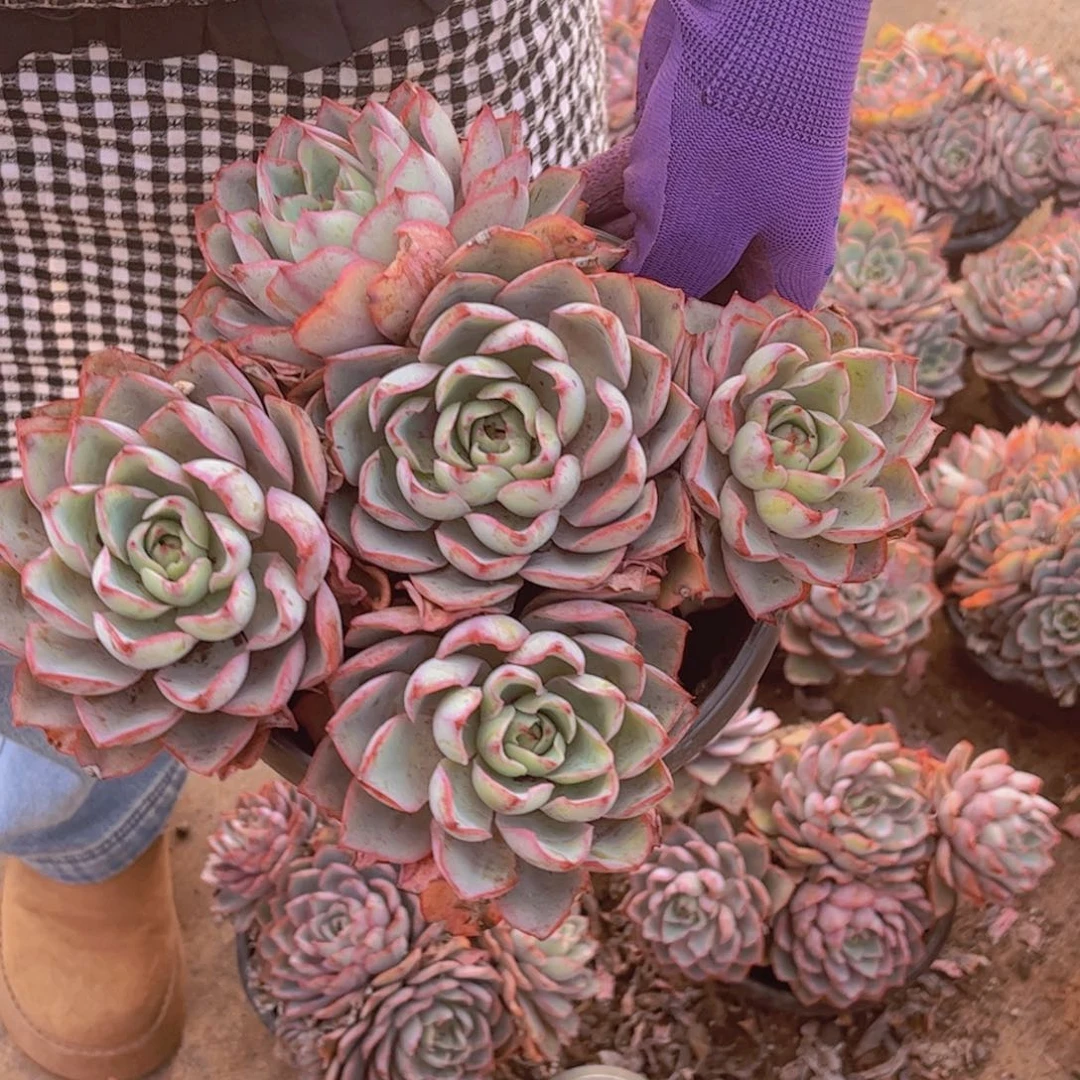 赫拉女王一单包邮