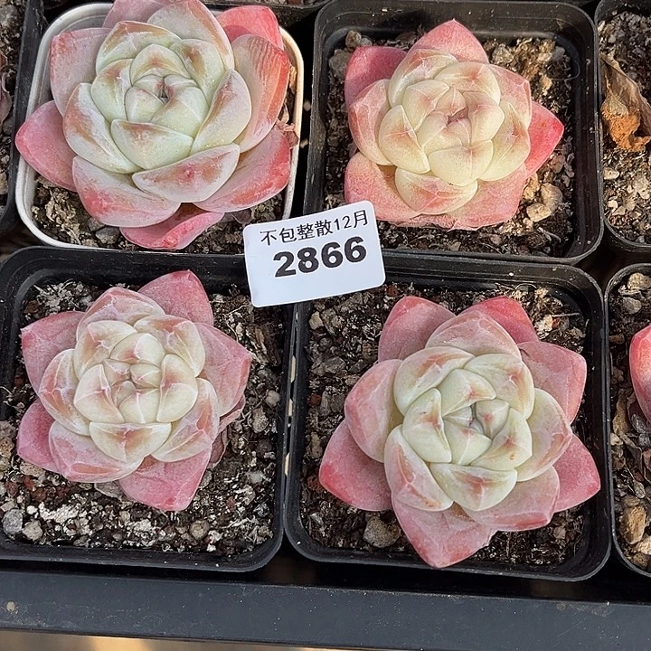 阿雅园艺。      2866四颗