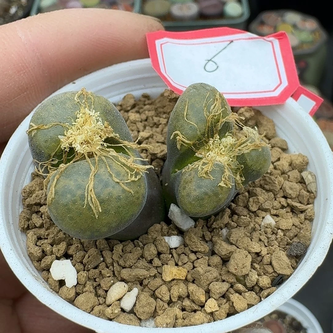 6多肉给哥哥哥哥哥哥