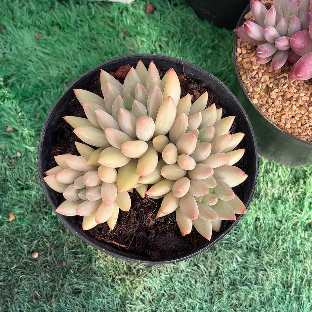 无砍4头黄体水晶球多肉