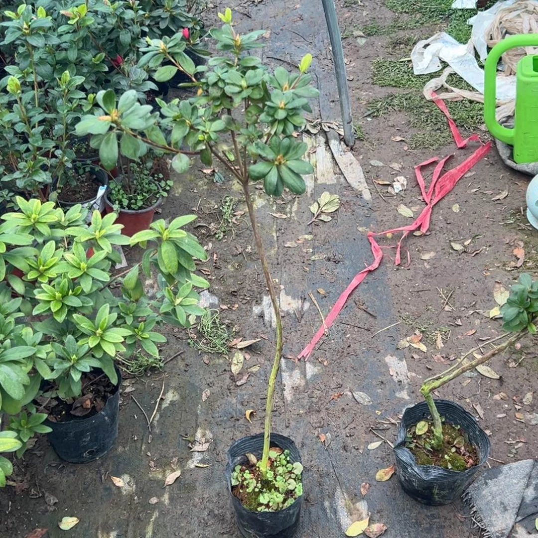 鱼***鱼完全开放朱砂杜鹃