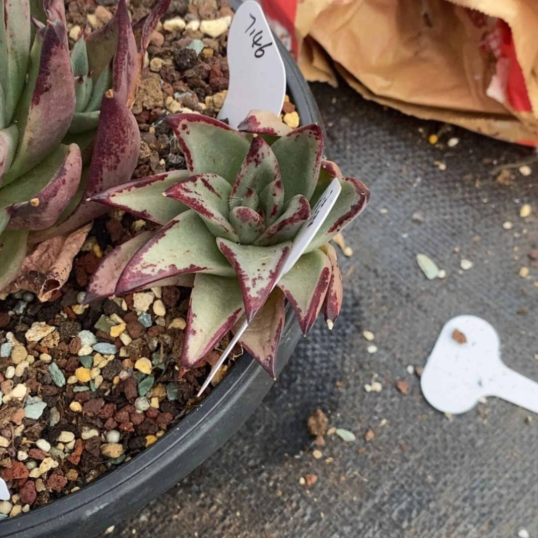 【闪购商品】才*星425-04