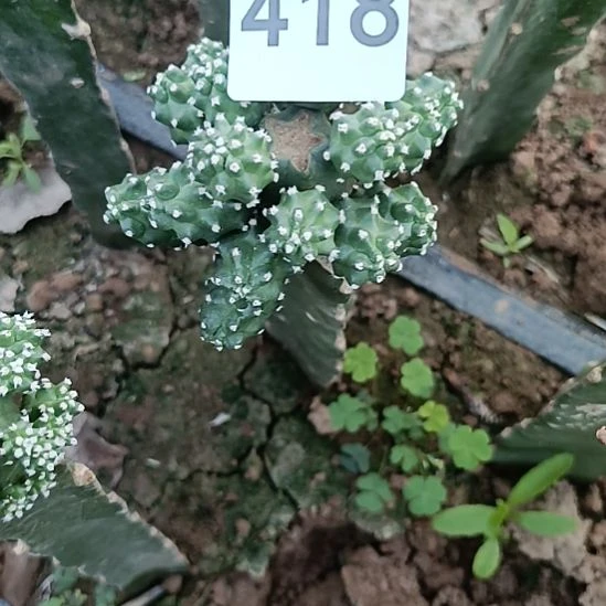 ****瑶紫色花一棵水仙情郎一棵418