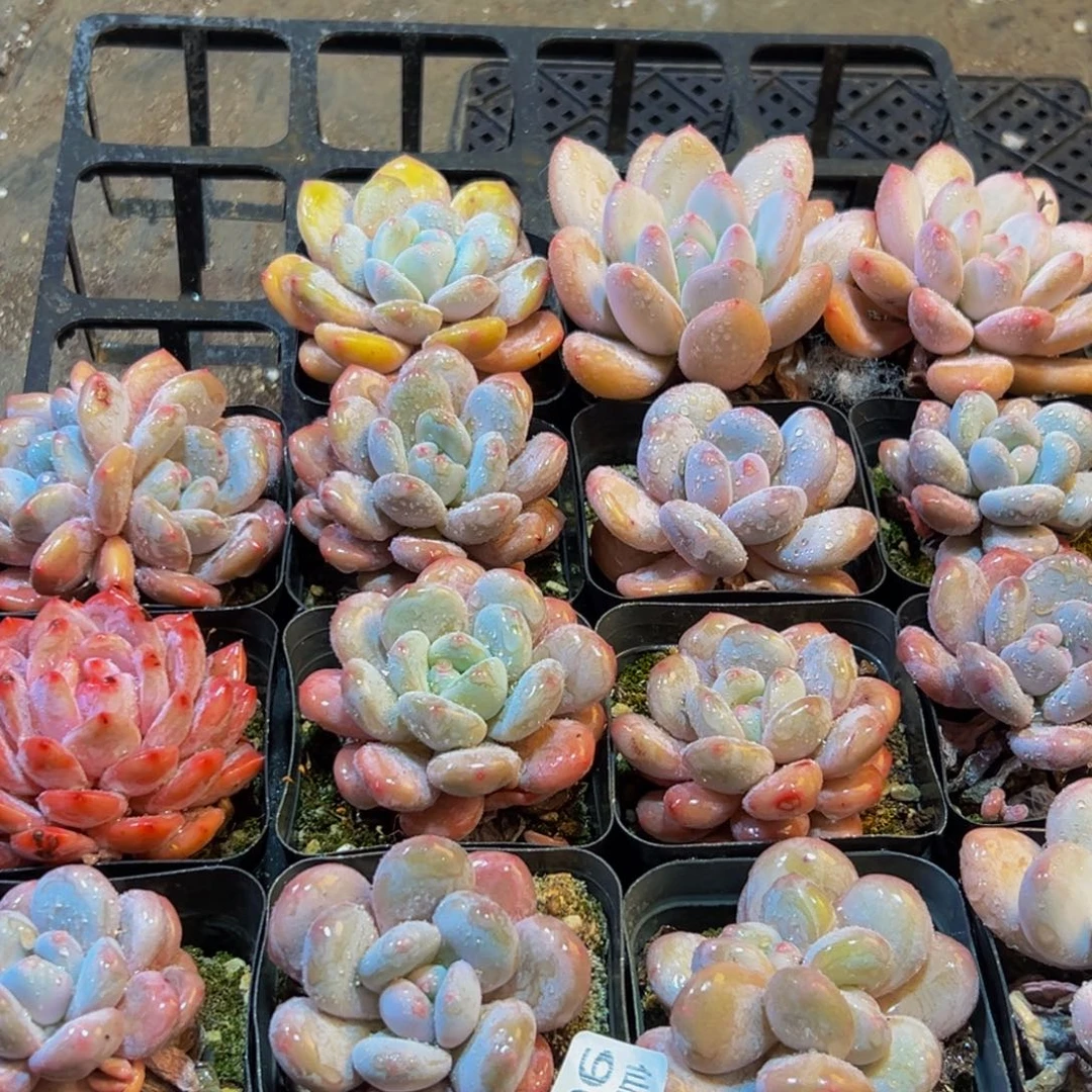 903多肉葡萄的味道真的是