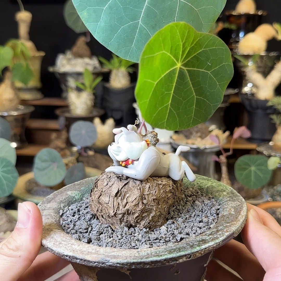 一物一拍老家一叶龟38