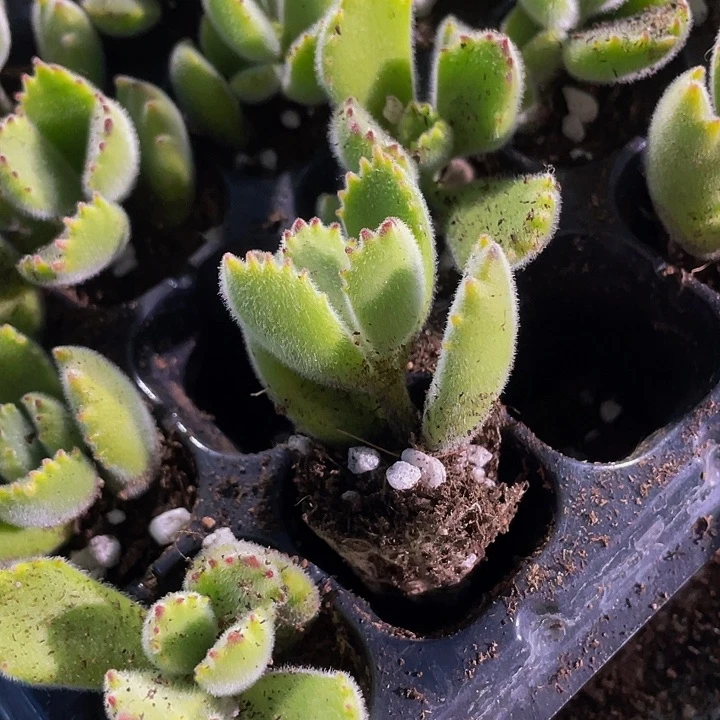 小绿熊1元带土发