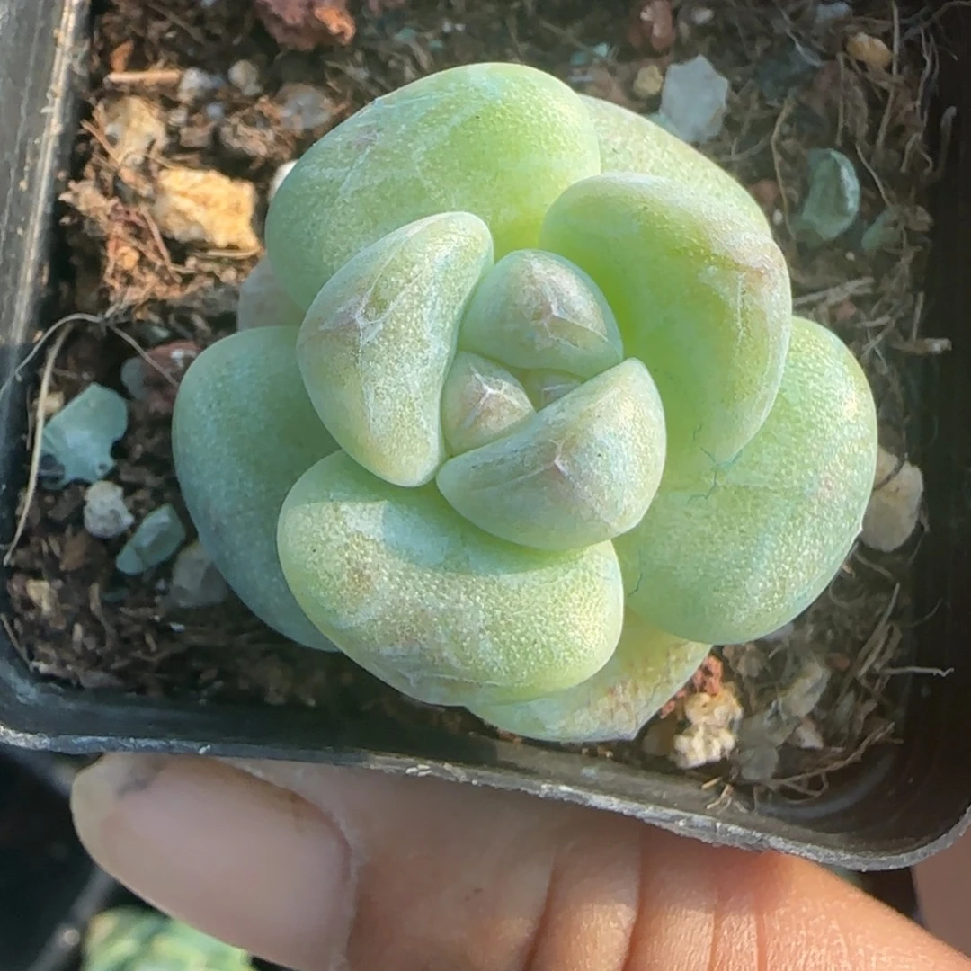 小卡拉米糖心一物一拍