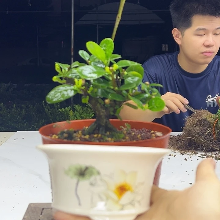 当前无花朵，栽培后可花朵纽扣换盆寄养