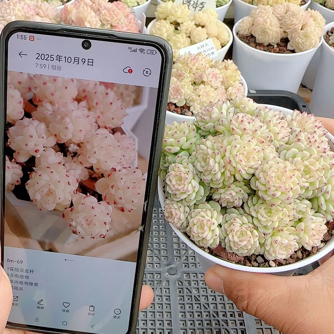 1220-49（fm-69）优选多肉