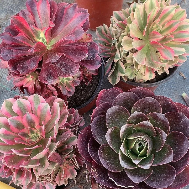 701四颗多肉植物