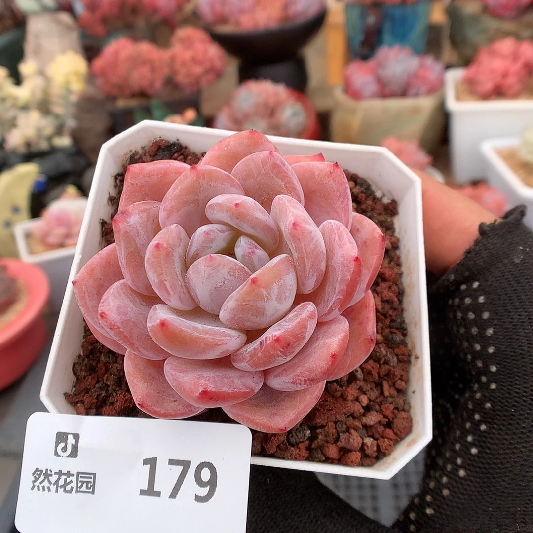 179粉星影多肉植物666