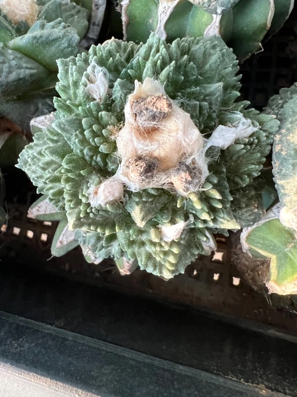 苗接菜花哥斯拉怒涛牡丹