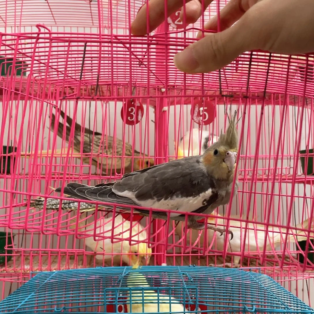玄凤鹦鹉/鸡尾鹦鹉