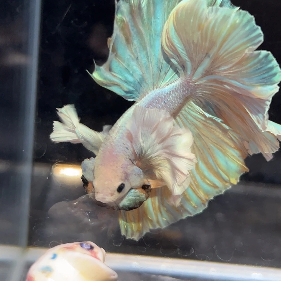 斗鱼16号巨大无比的耳朵