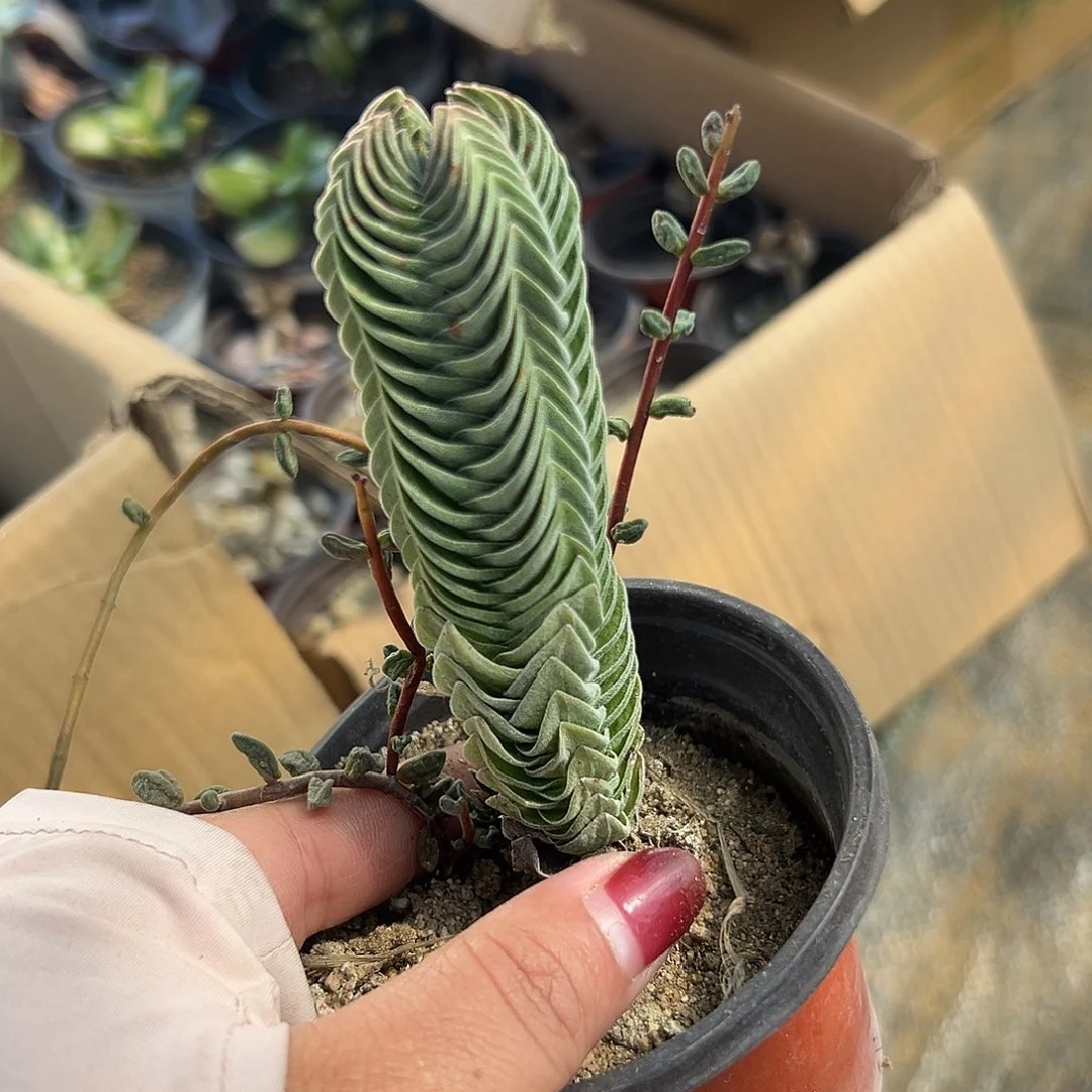 多肉植物多肉植物