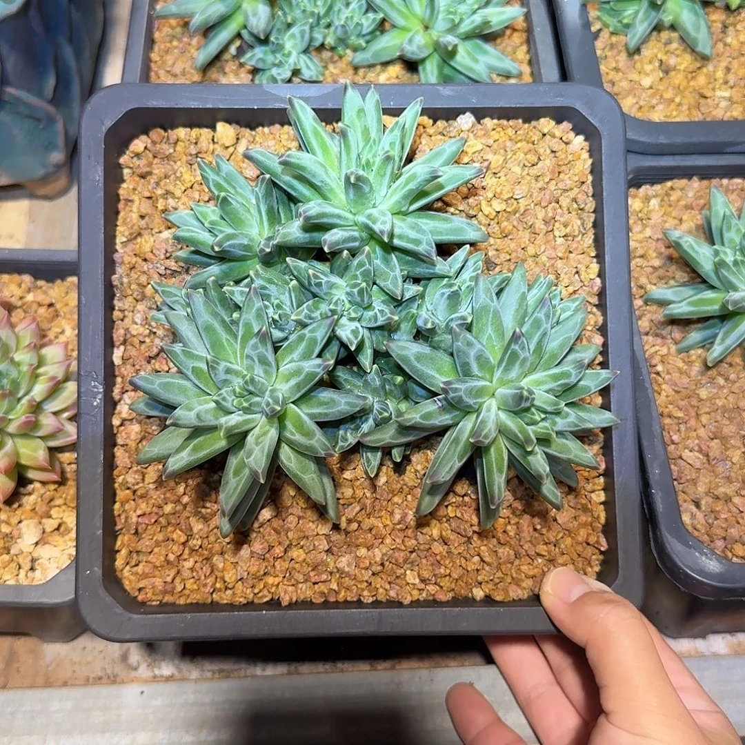 梵高美人整无砍老桩多肉
