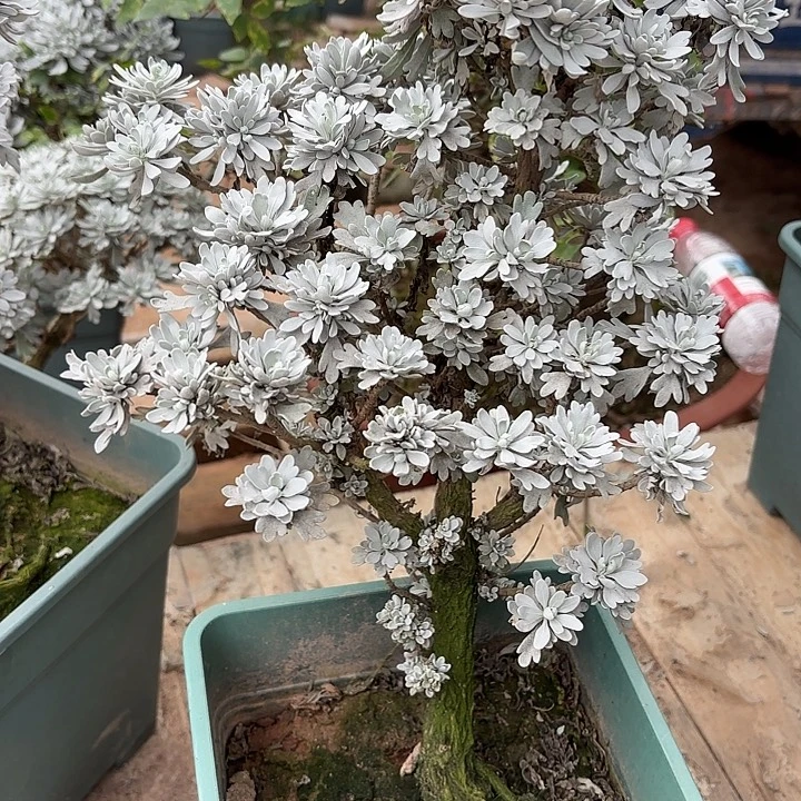 用***1无花朵带土球发货