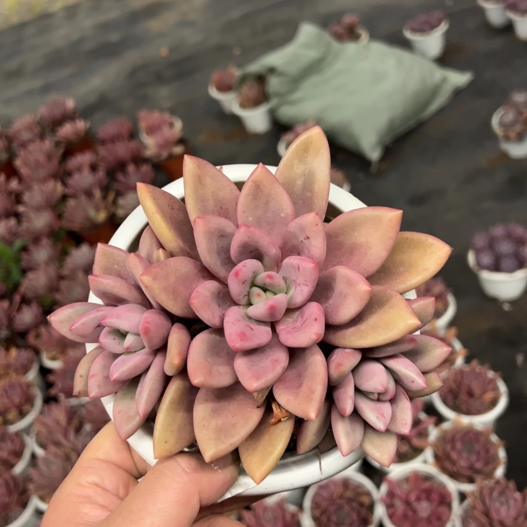 桃花源单头带仔控养