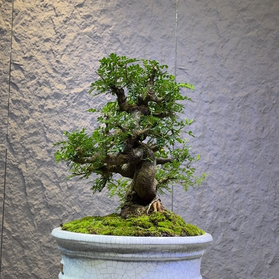 侯***生无花朵胡椒木一物一拍