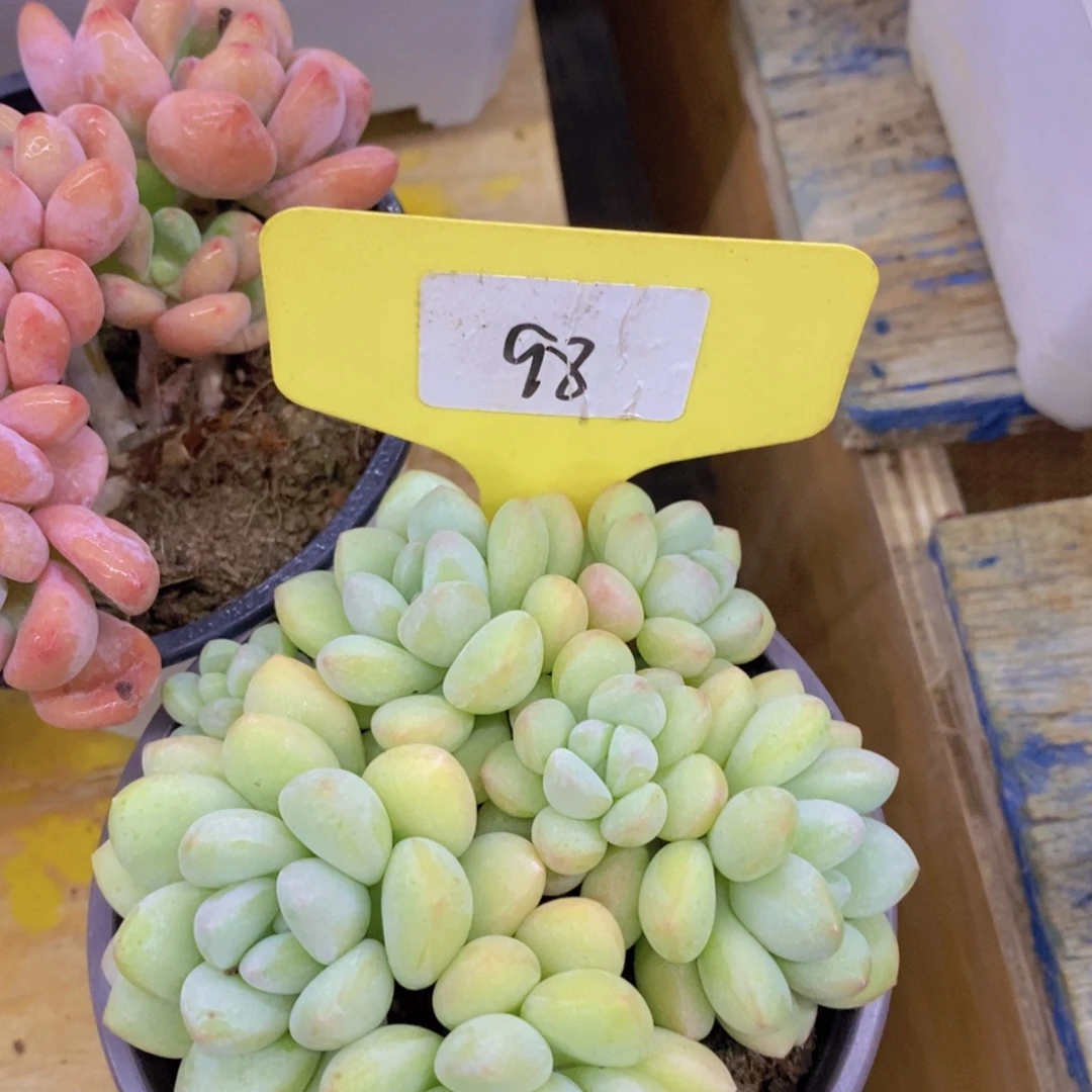 开心多肉，一物一拍