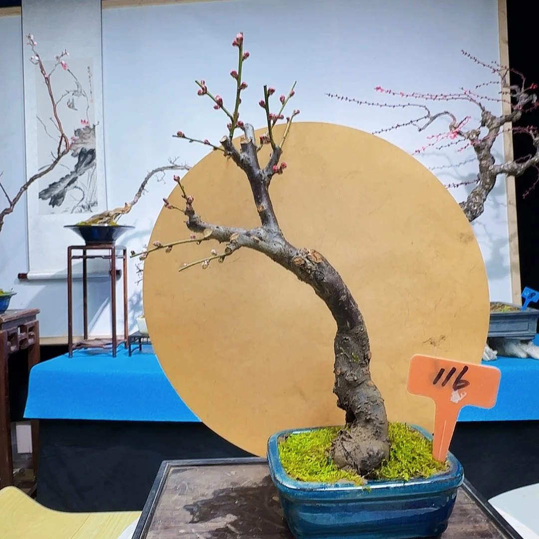 红陶解*d d g j k k l