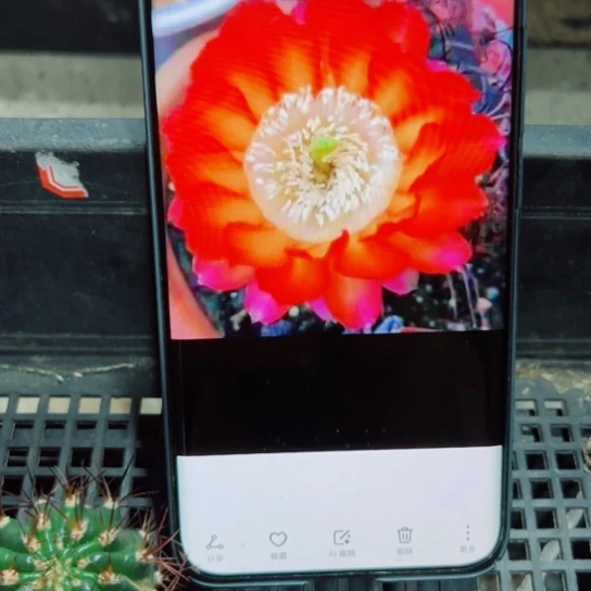 下9丽花凯瑟琳歪无根侧芽3公分左右20包邮
