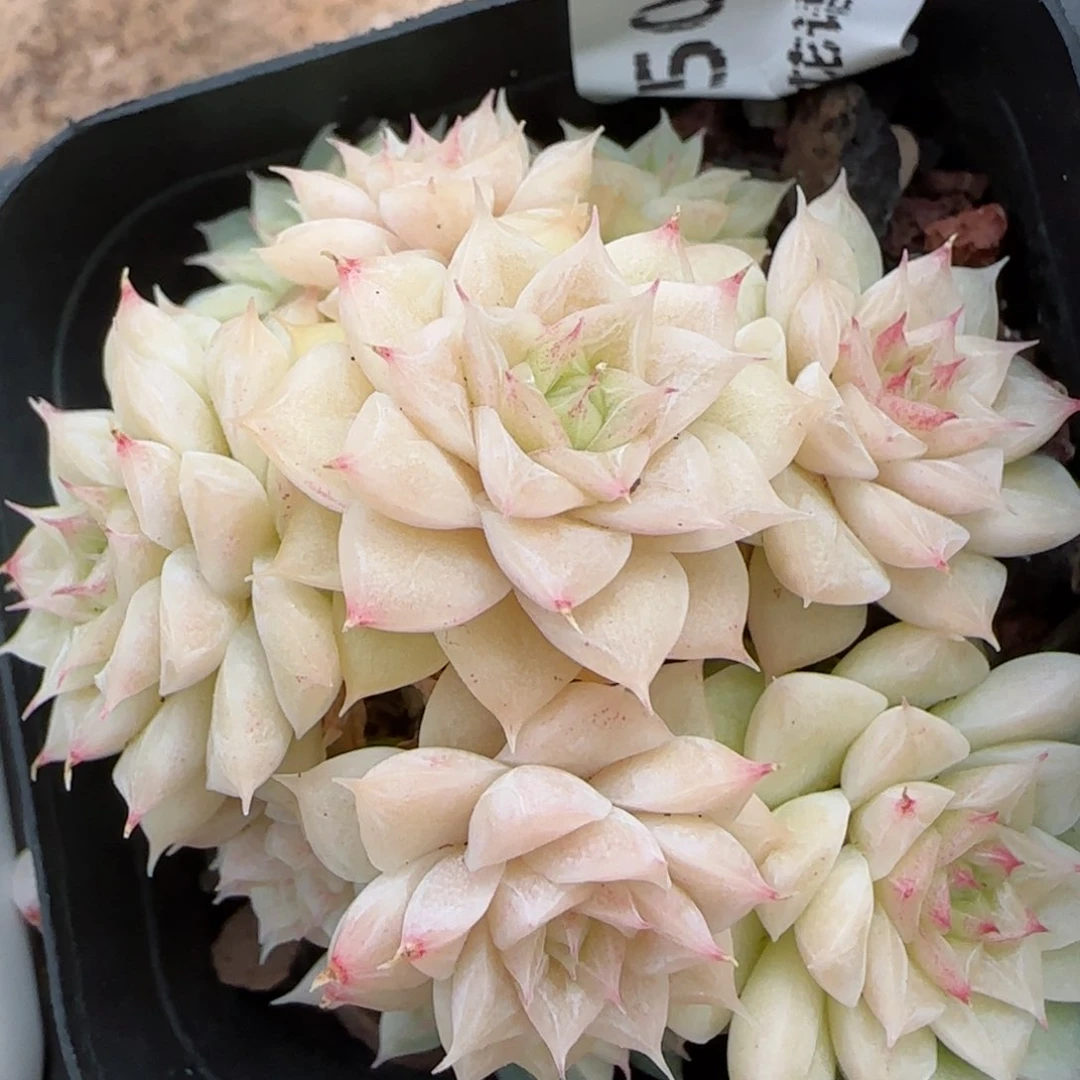 花语逸镜0208-509