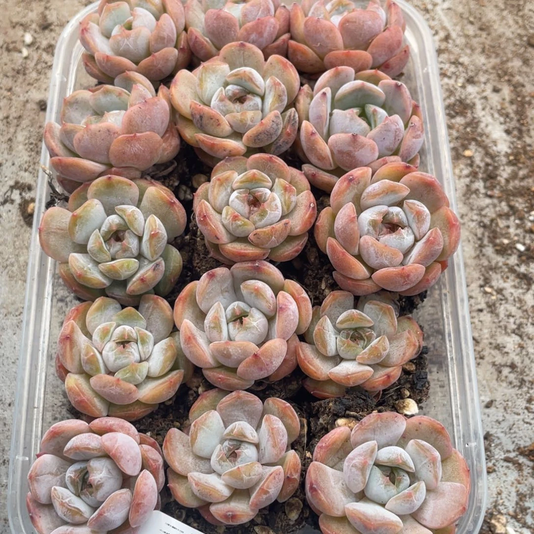 云糖心多肉植物128