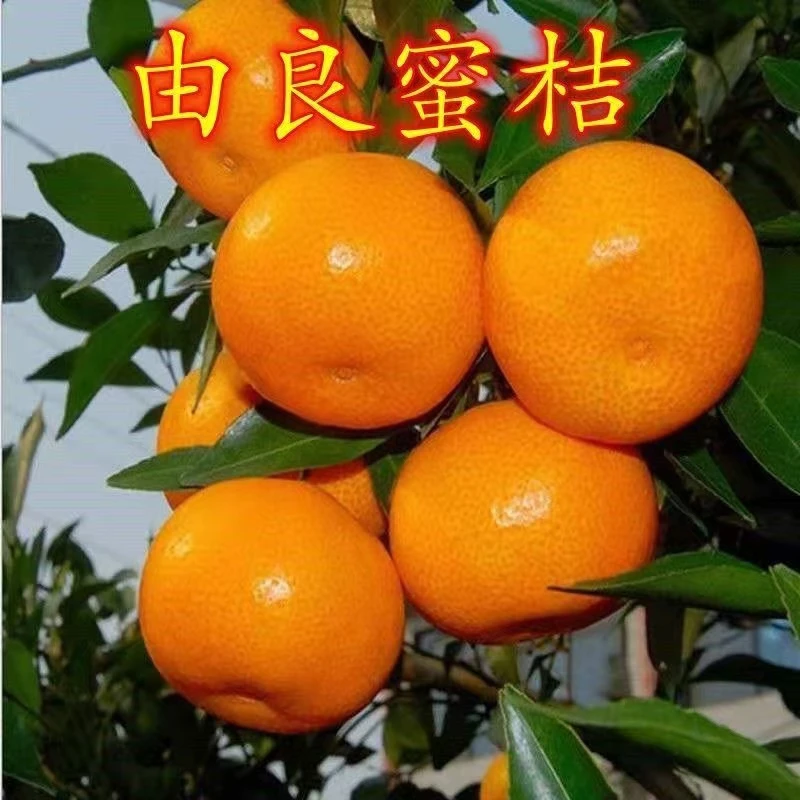 嫁接桔子树苗东方红桔树苗由良蜜桔苗地栽盆栽纯甜橘子树苗
