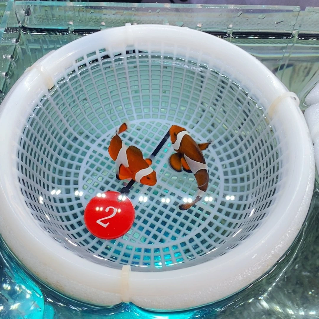 海水鱼野生公子2，2号牌➕10续重