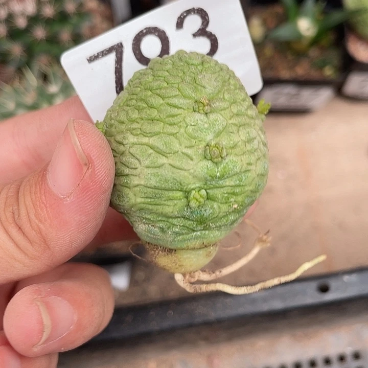 793凝蹄玉仙人球植物