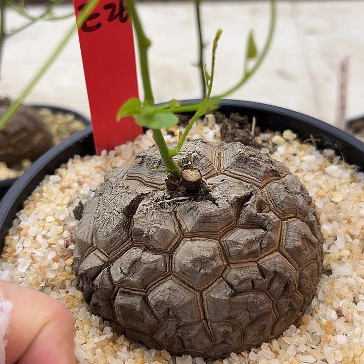 潮流植物龟甲龙E26