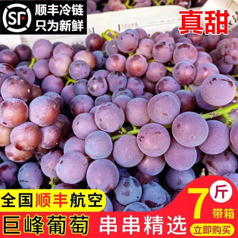 葡萄浦江巨峰葡萄新鲜孕妇水果整串包甜农场正宗冷链顺丰
