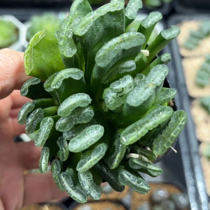 武斗雷龙玉扇多肉植物