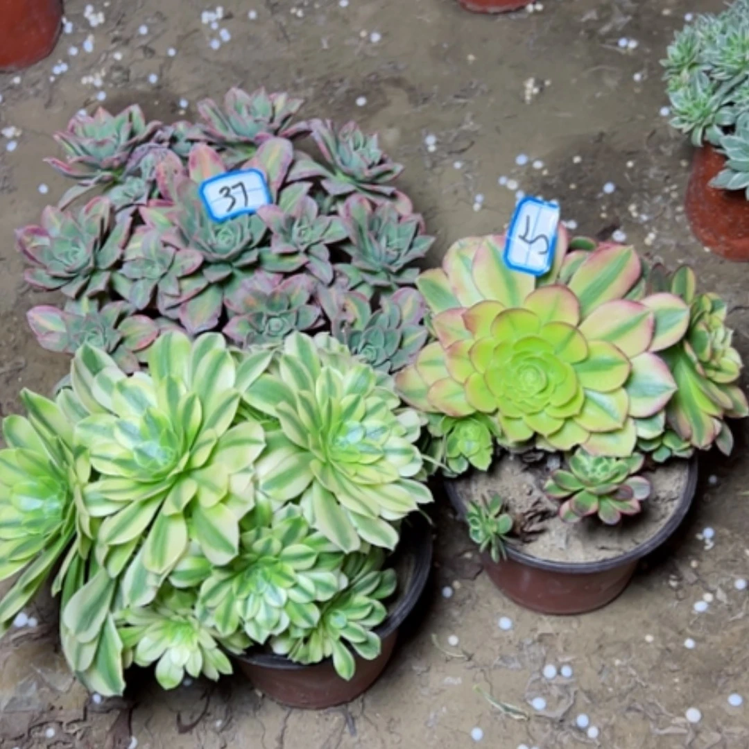 【闪购商品】日****^多肉植物处理不售后5