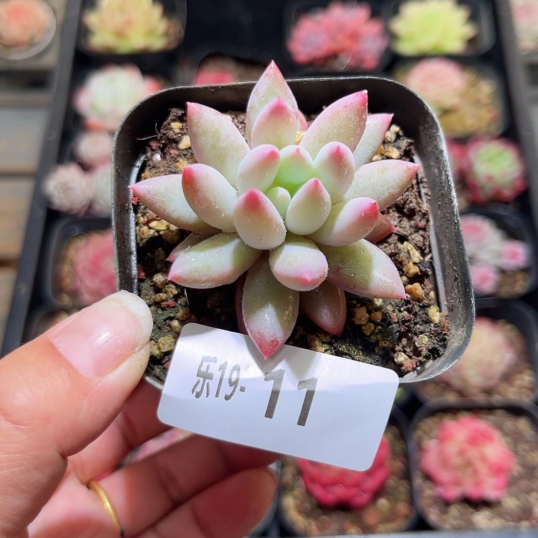 木乐19-11奶瓶单头