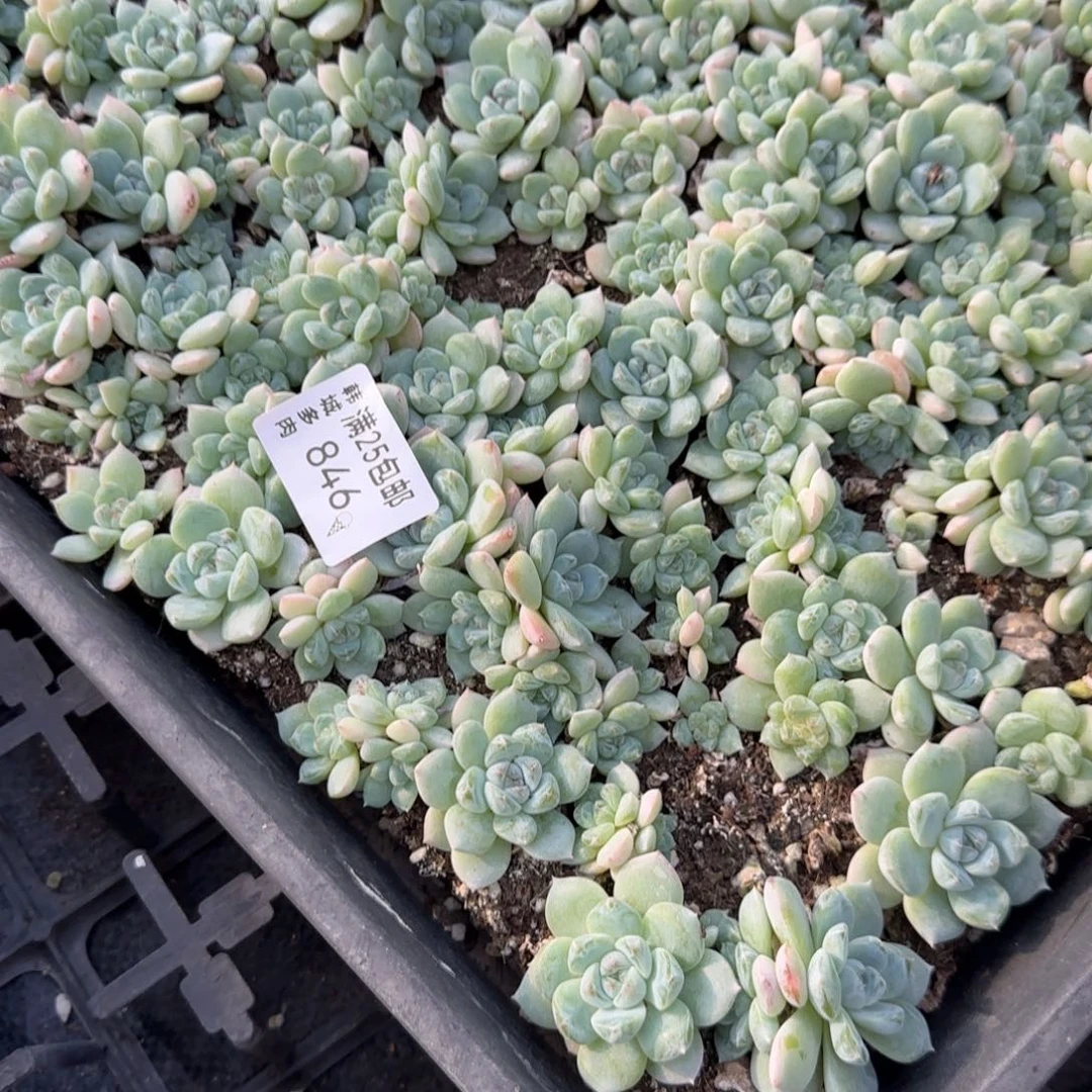 846 秘镜冰糕一盘满20包邮