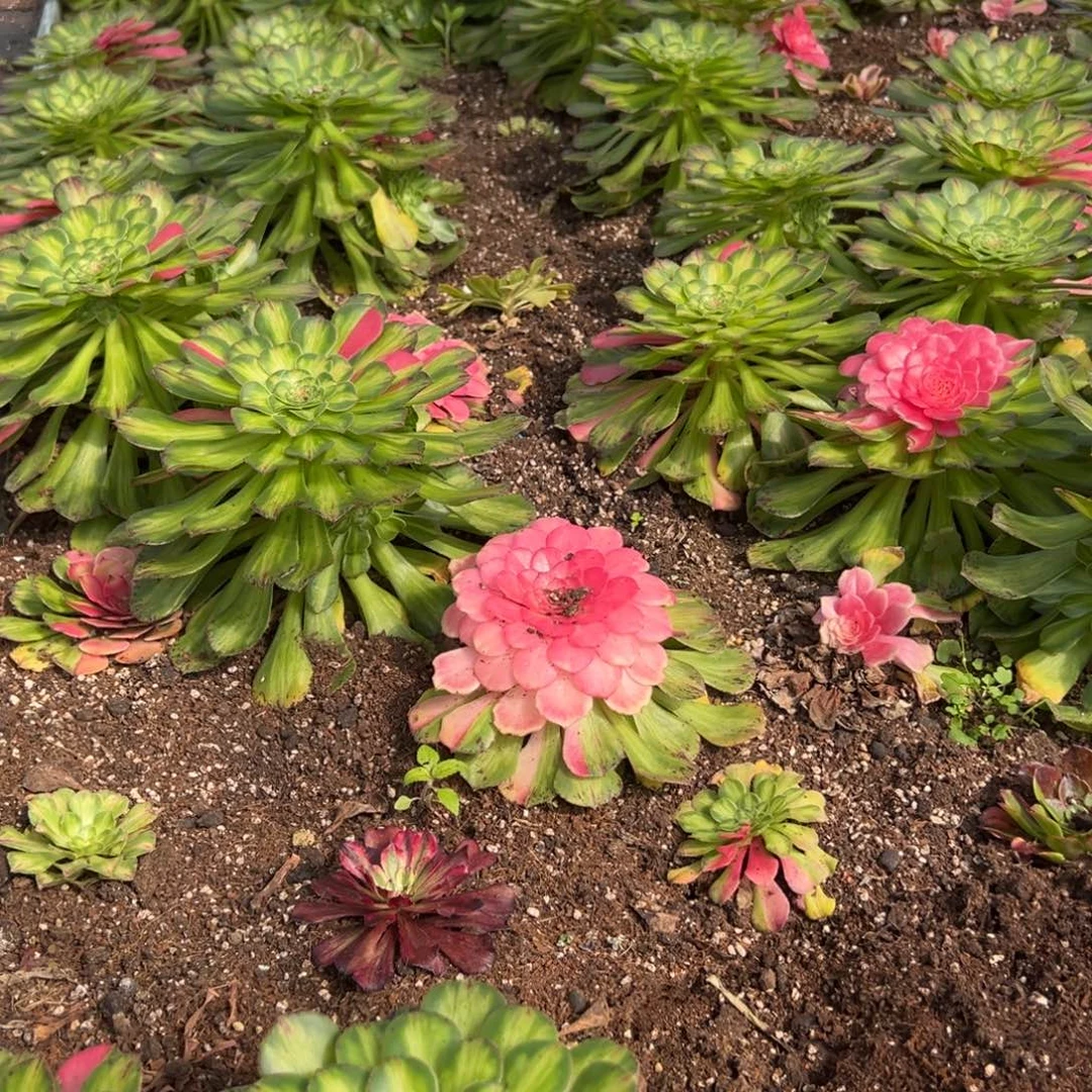 4颗黄知否20多肉嘻嘻嘻