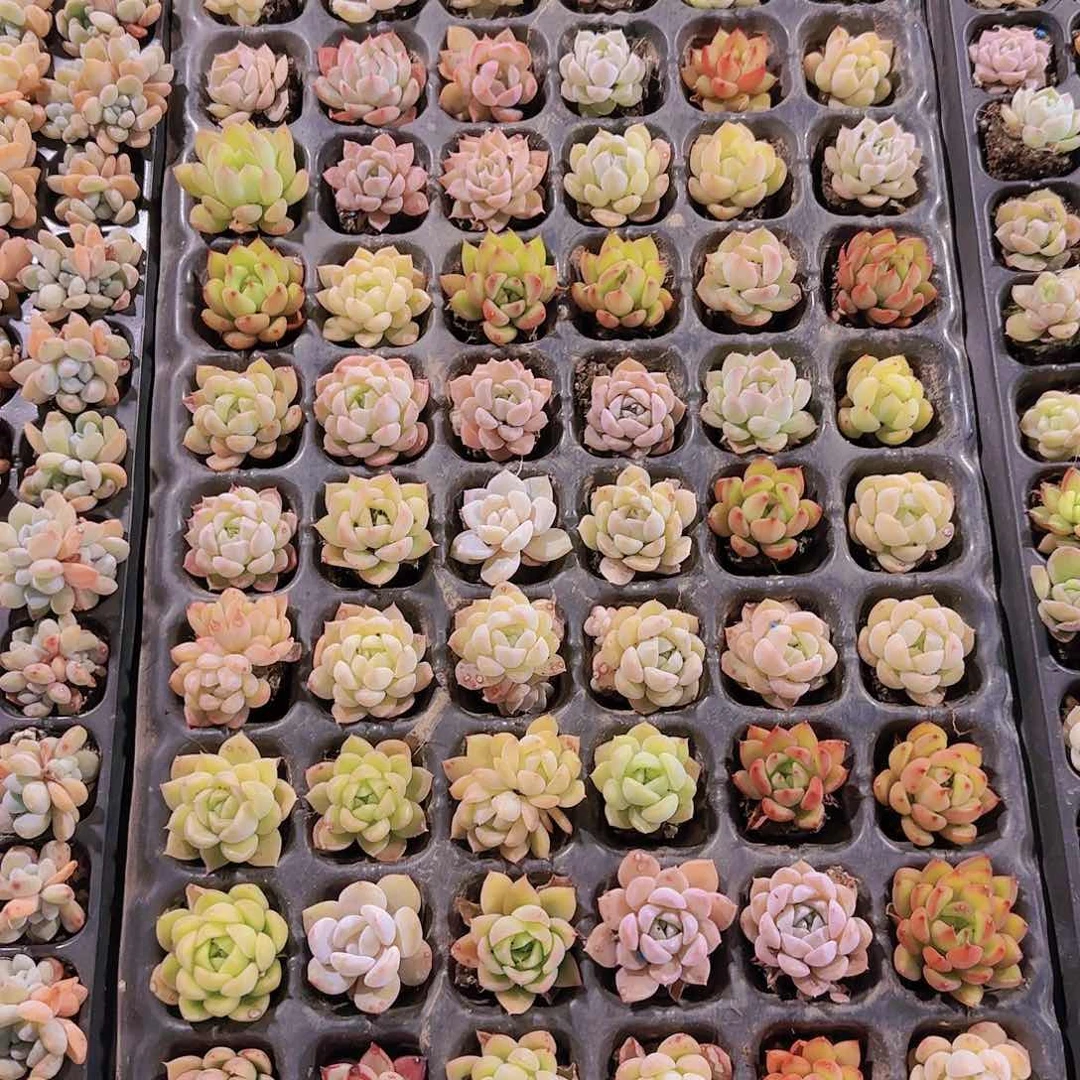 直播一物一拍多肉164