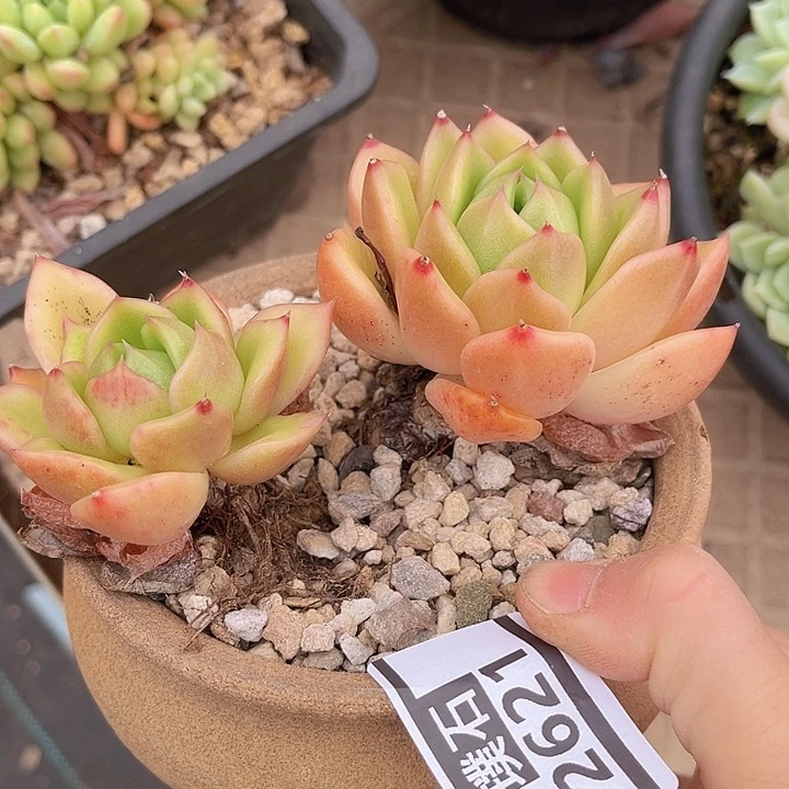 白玫瑰2621多肉植物
